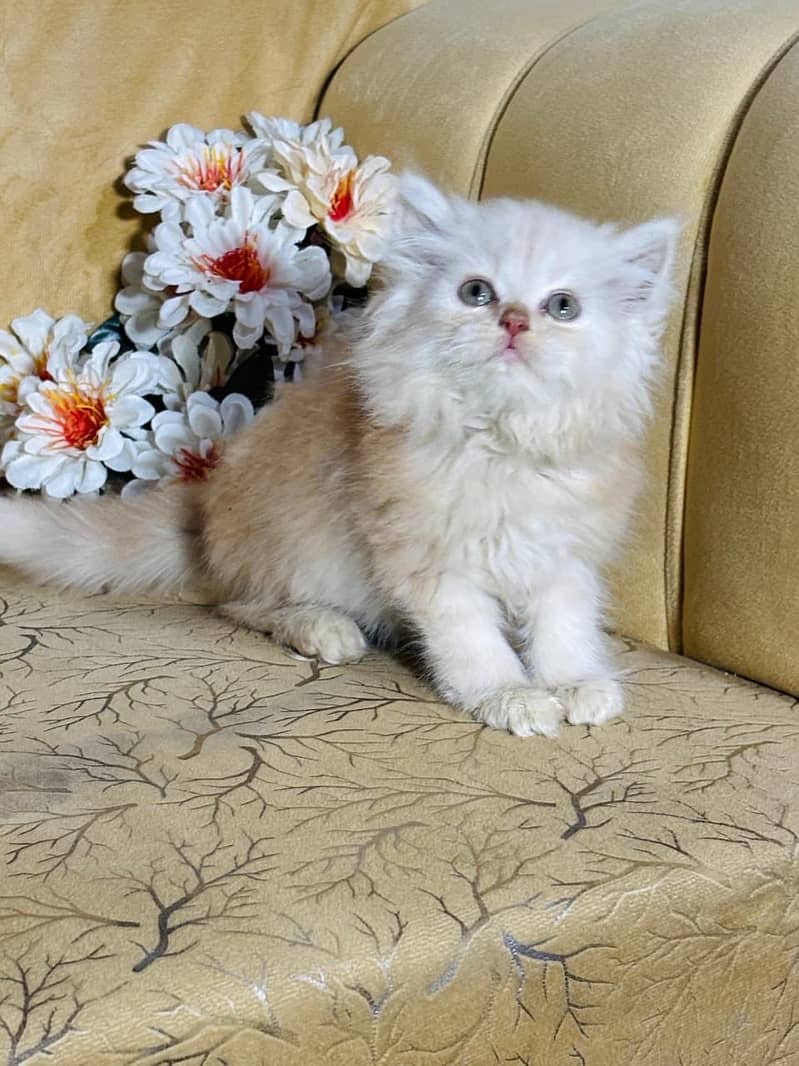 Persion Kittens 3