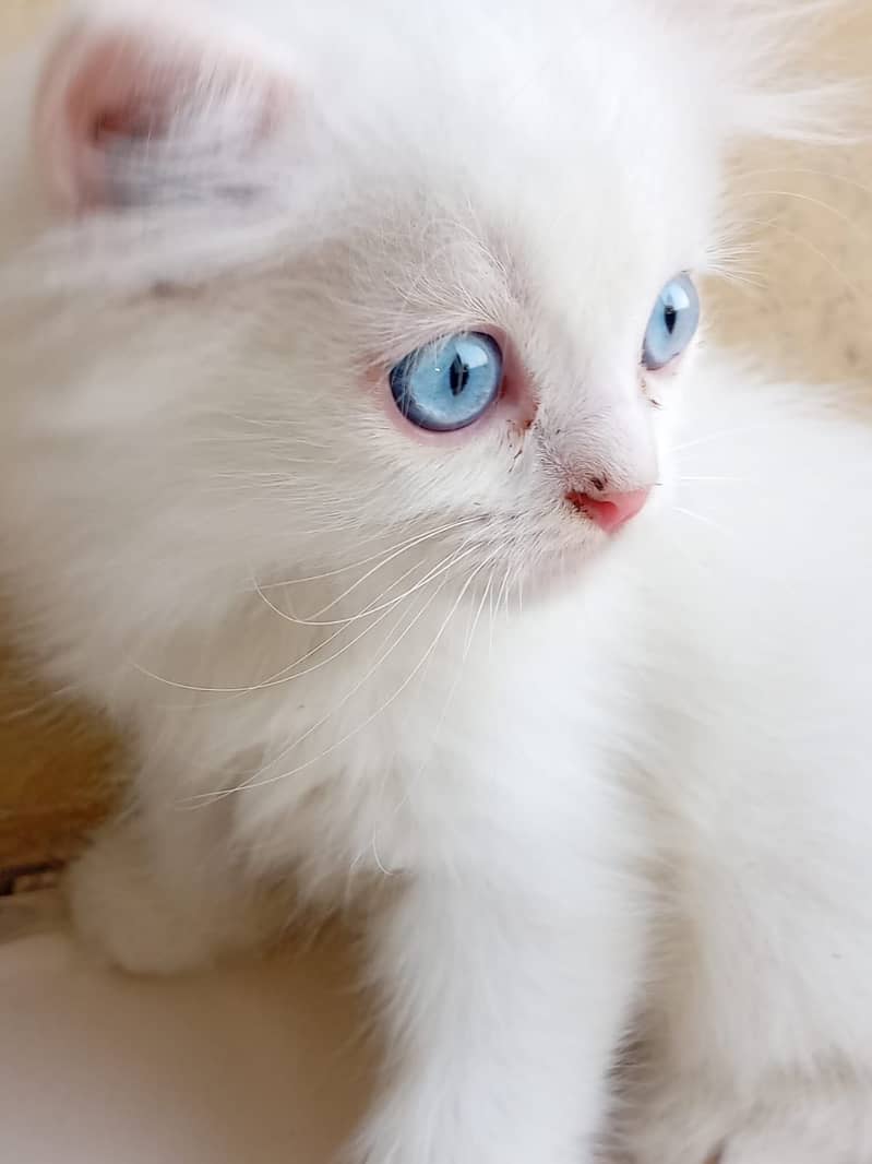 Persion Kittens 5