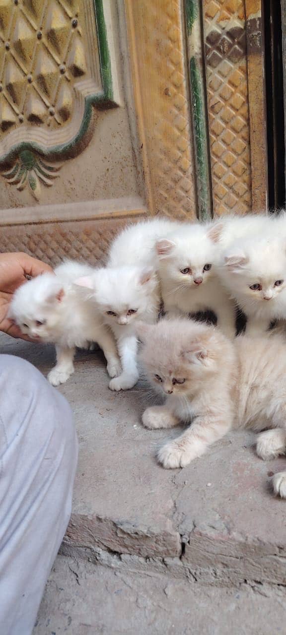 Persion Kittens 6