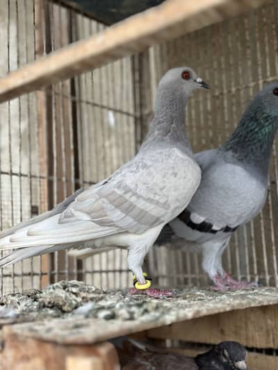 Breeder piar