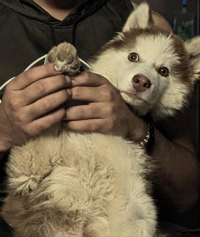 Siberian husky