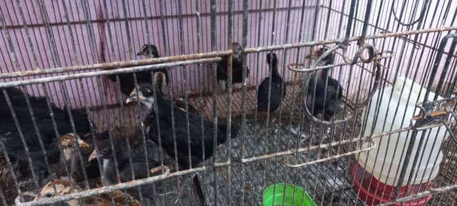 Top Quality Australorp & Black Mushka Aseel & Zero Size Bantam Chick's