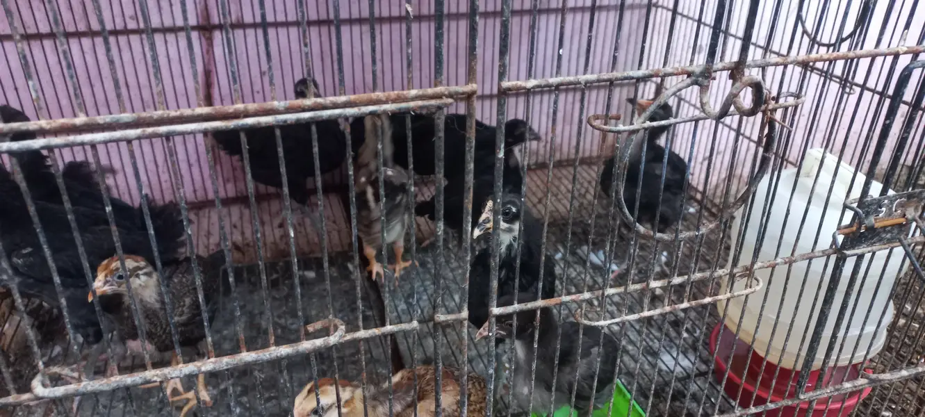 Top Quality Australorp & Black Mushka Aseel & Zero Size Bantam Chick's — photo 2