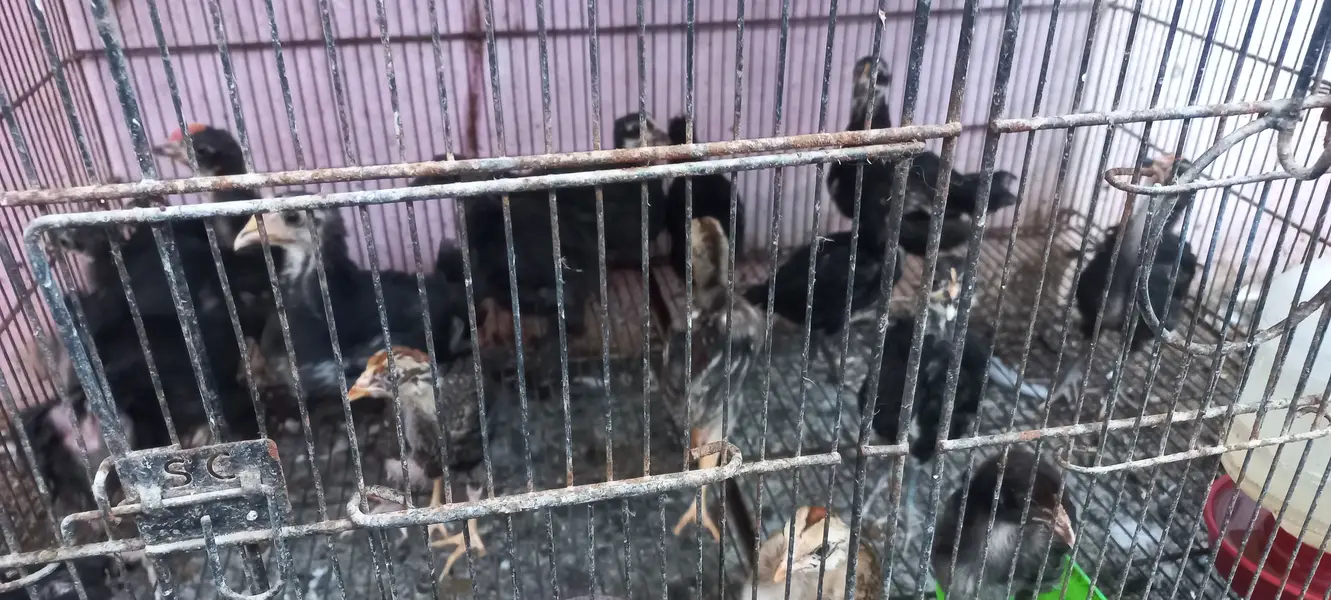Top Quality Australorp & Black Mushka Aseel & Zero Size Bantam Chick's — photo 3