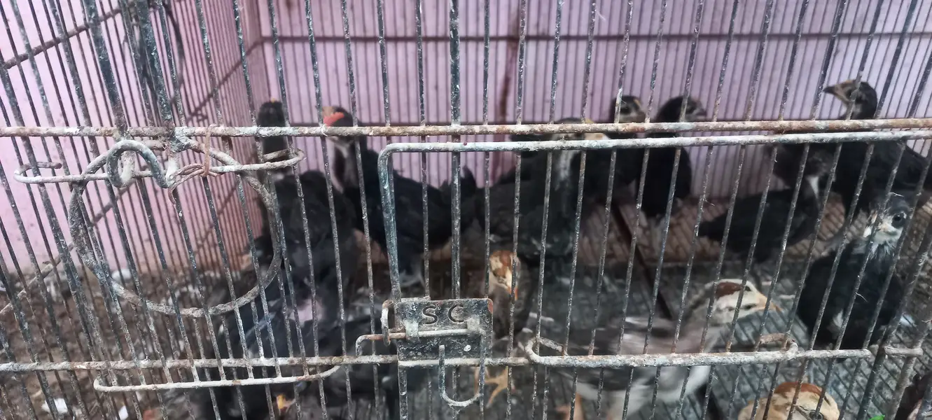 Top Quality Australorp & Black Mushka Aseel & Zero Size Bantam Chick's — photo 6