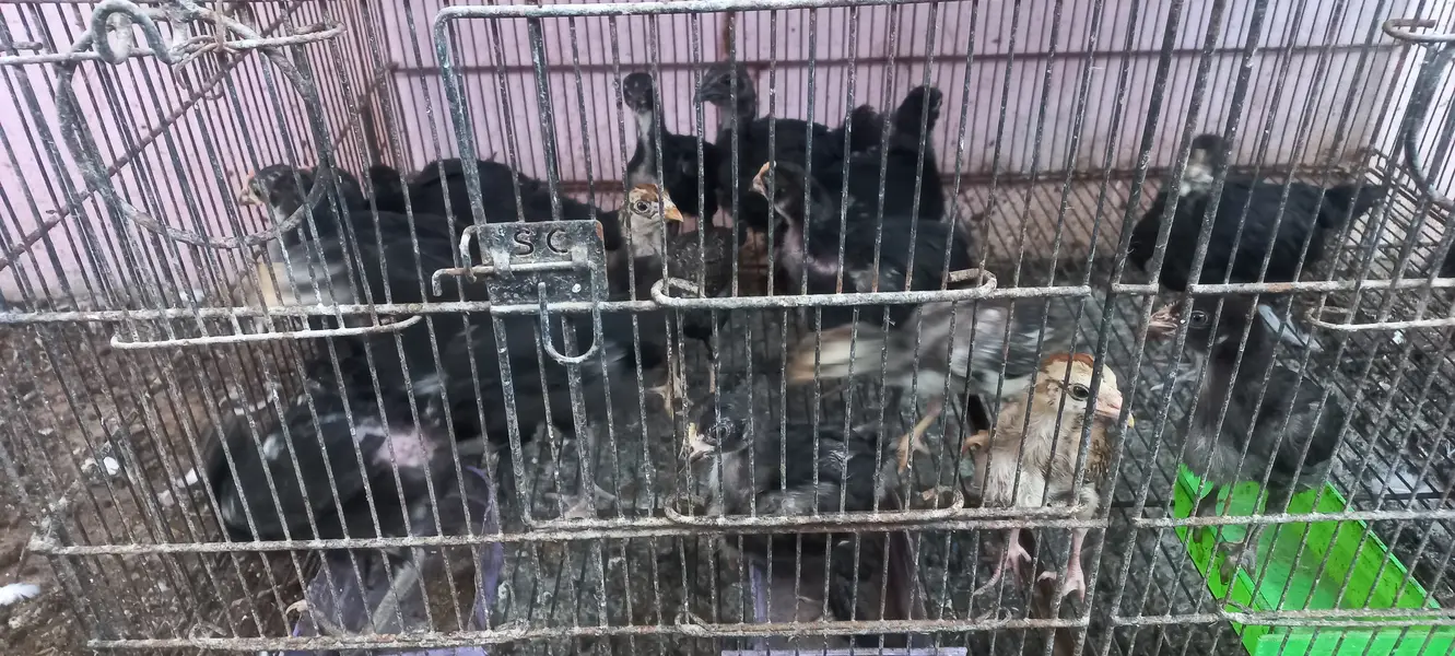 Top Quality Australorp & Black Mushka Aseel & Zero Size Bantam Chick's — photo 7