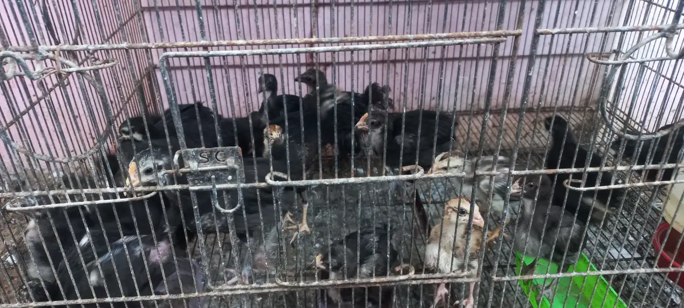 Top Quality Australorp & Black Mushka Aseel & Zero Size Bantam Chick's — photo 8