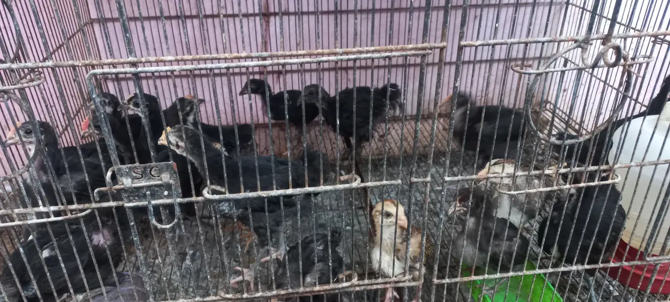 Top Quality Australorp & Black Mushka Aseel & Zero Size Bantam Chick's — photo 9