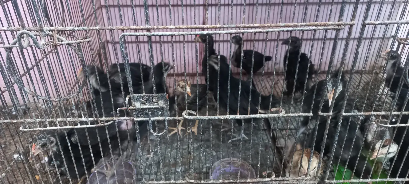 Top Quality Australorp & Black Mushka Aseel & Zero Size Bantam Chick's — photo 10