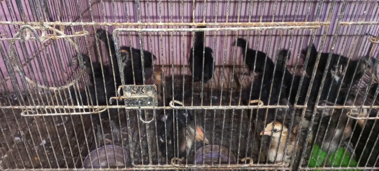 Top Quality Australorp & Black Mushka Aseel & Zero Size Bantam Chick's — photo 11