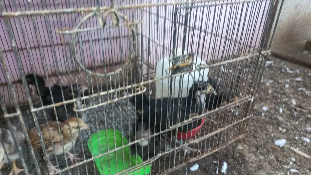 Top Quality Australorp & Black Mushka Aseel & Zero Size Bantam Chick's — photo 12