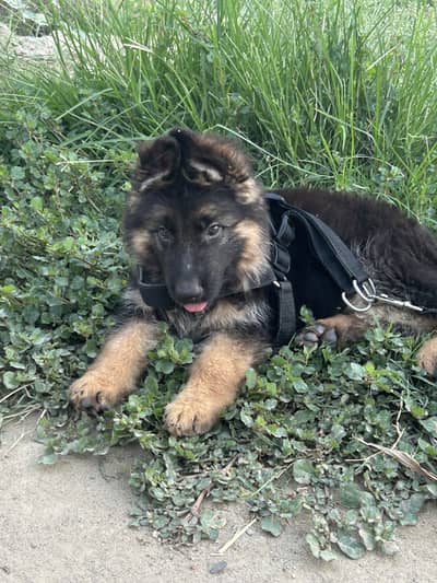 Long coat German shepherd puppy with pet passport vaccination card