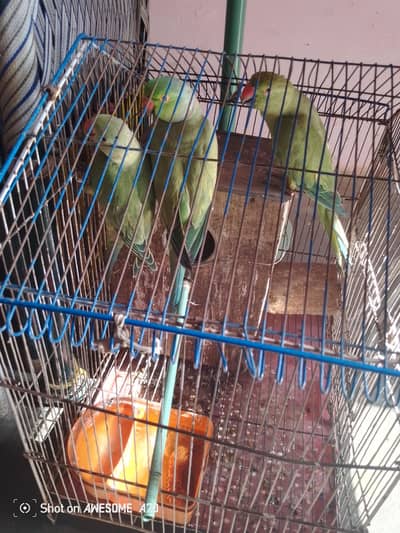 arjnt for sale