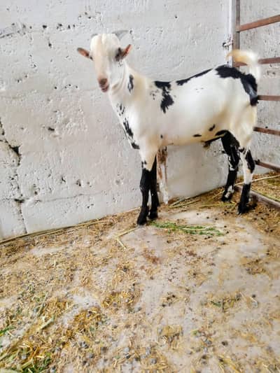 Teedy tapra bakra