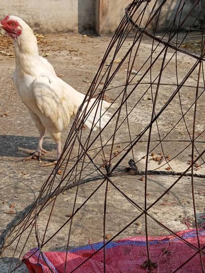 high quality egg bi mill ja ga