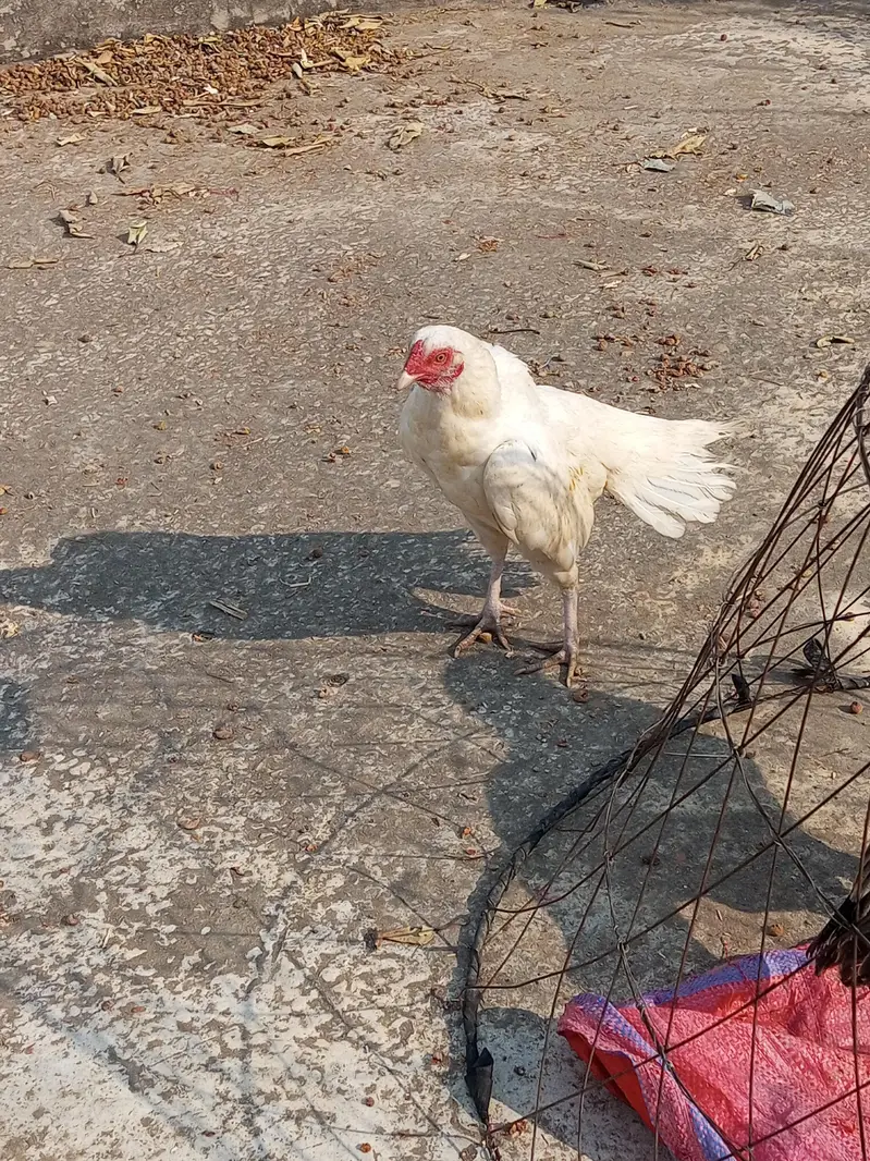 high quality egg bi mill ja ga — photo 2
