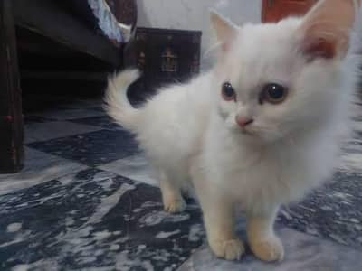 2 persian cats