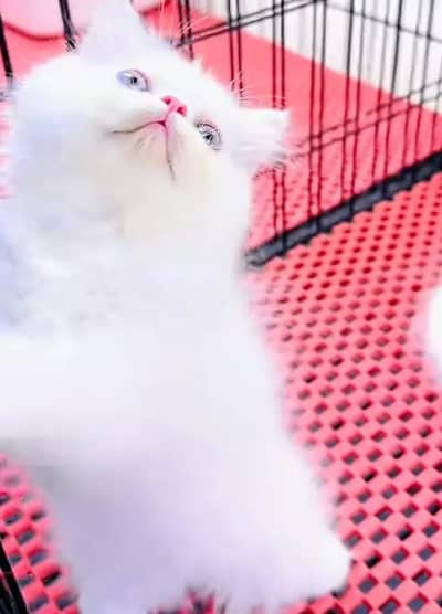 (Persian female kitten) (for sale all) (Pakistan delivery available)