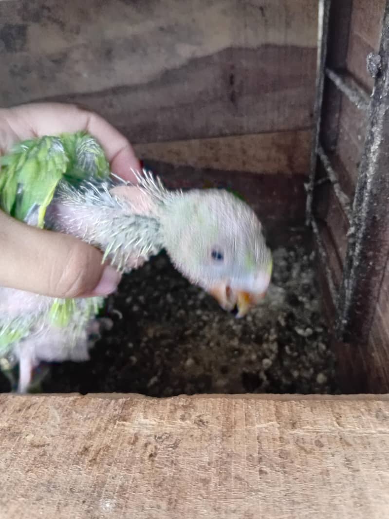 ringneck chick only one left 0