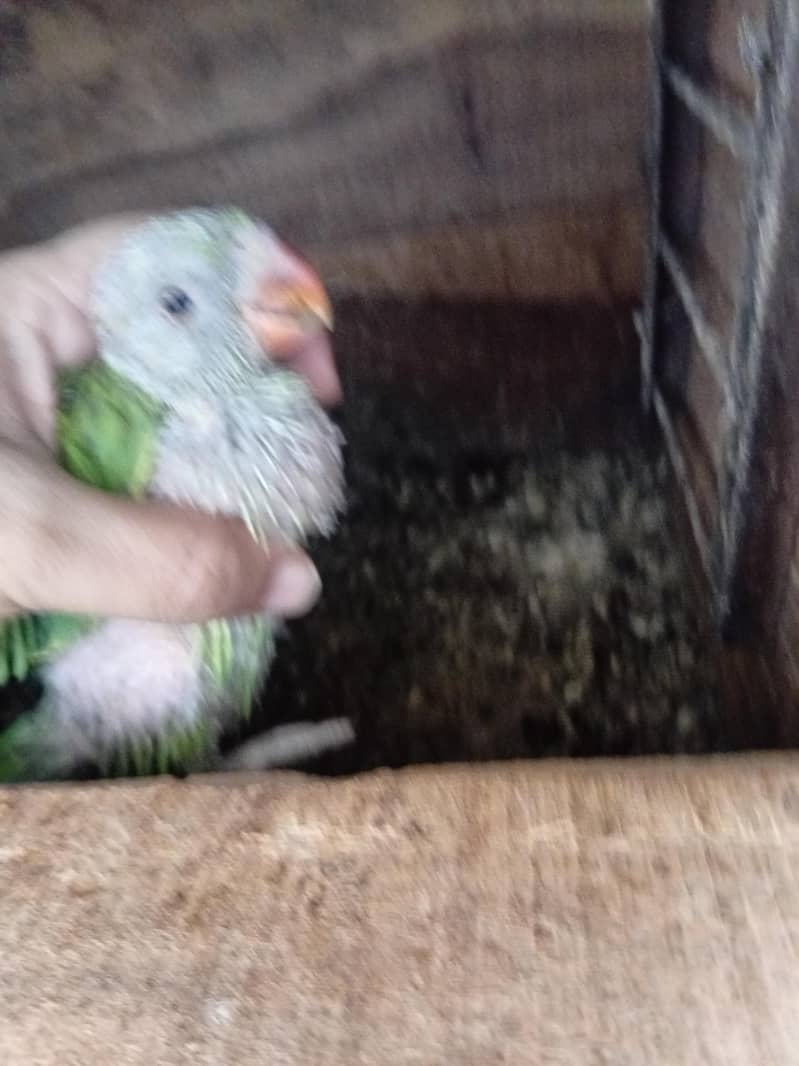 ringneck chick only one left 1