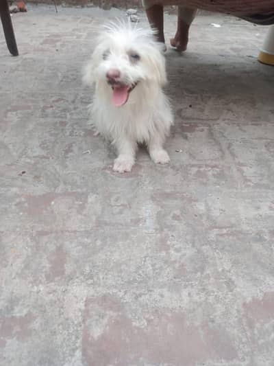 puppy for sale fully friendly dog for kids