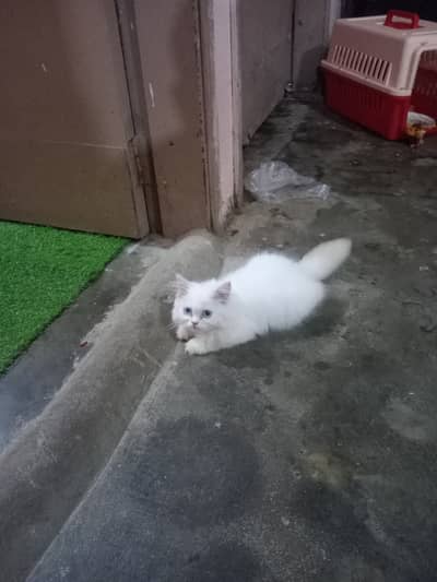 Person female 2month blue eyes sale