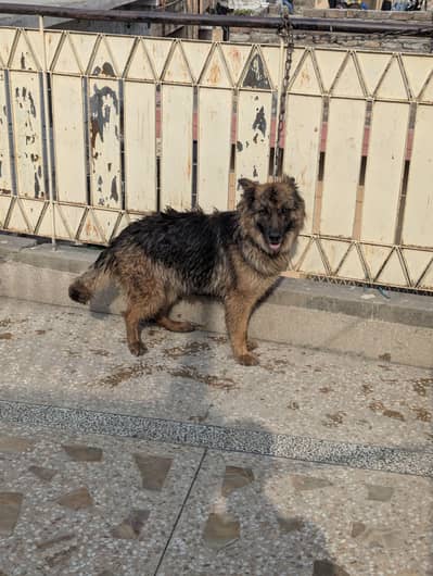 German shepherd female, friendly, trained