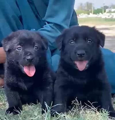 Balck Shepherd long coat male female for sale available