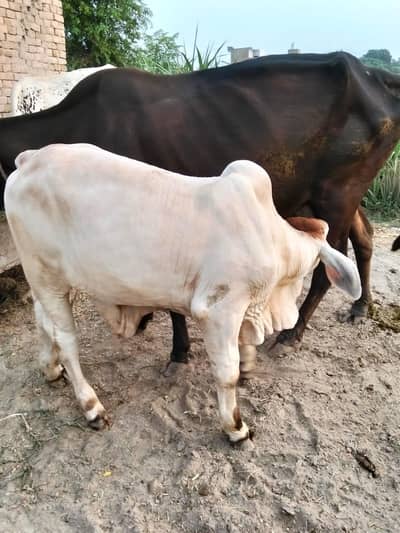 brahman