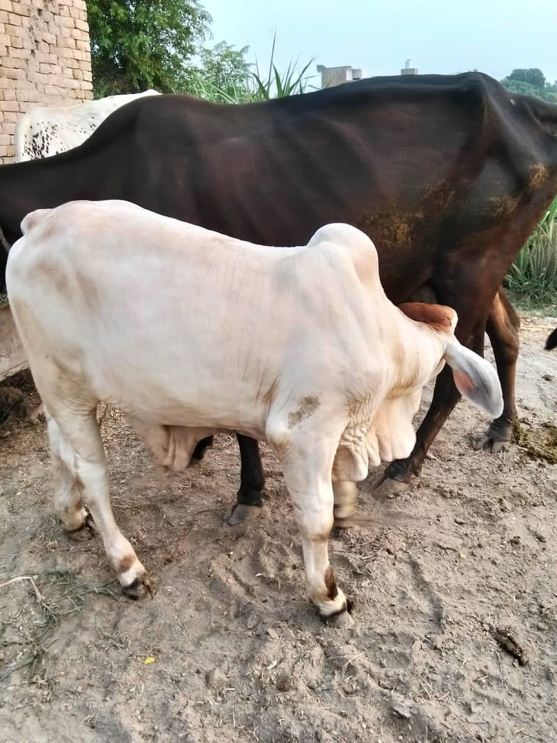 brahman 0