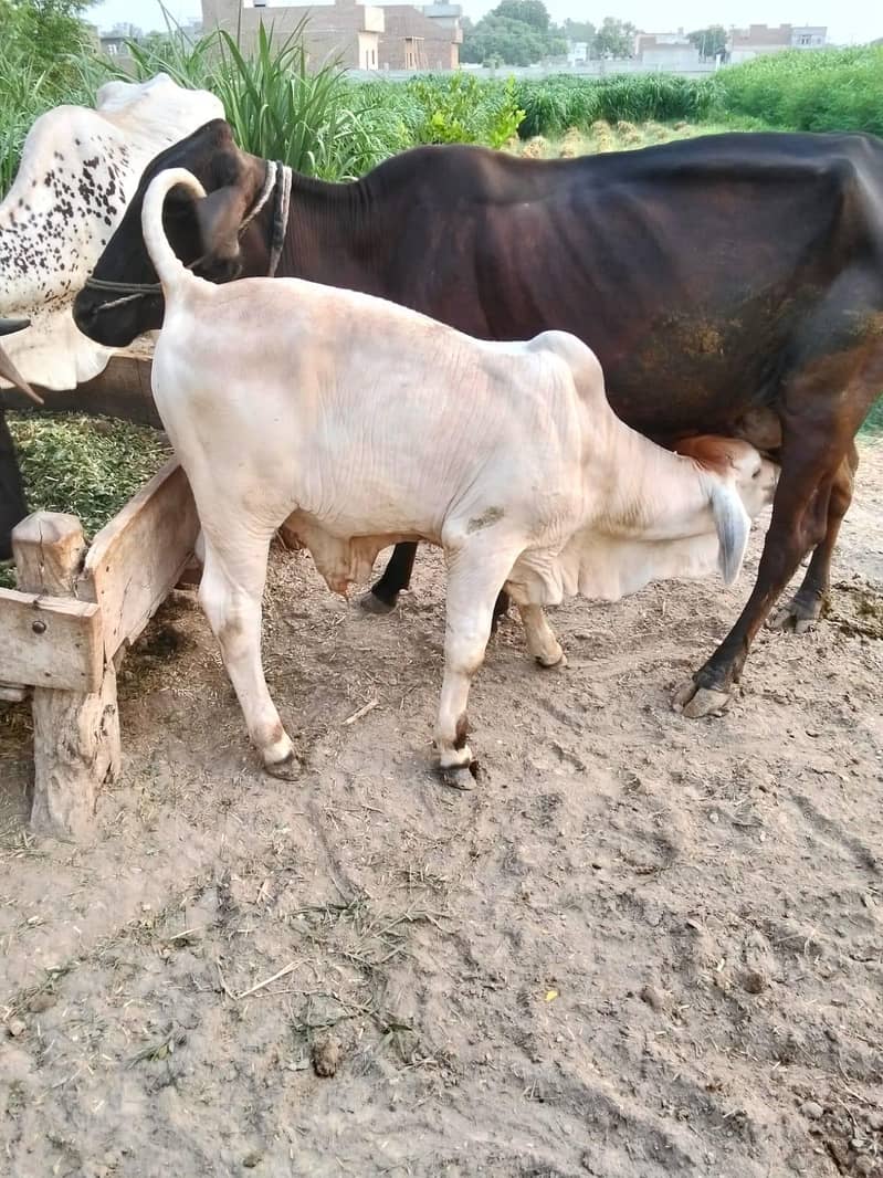 brahman 1