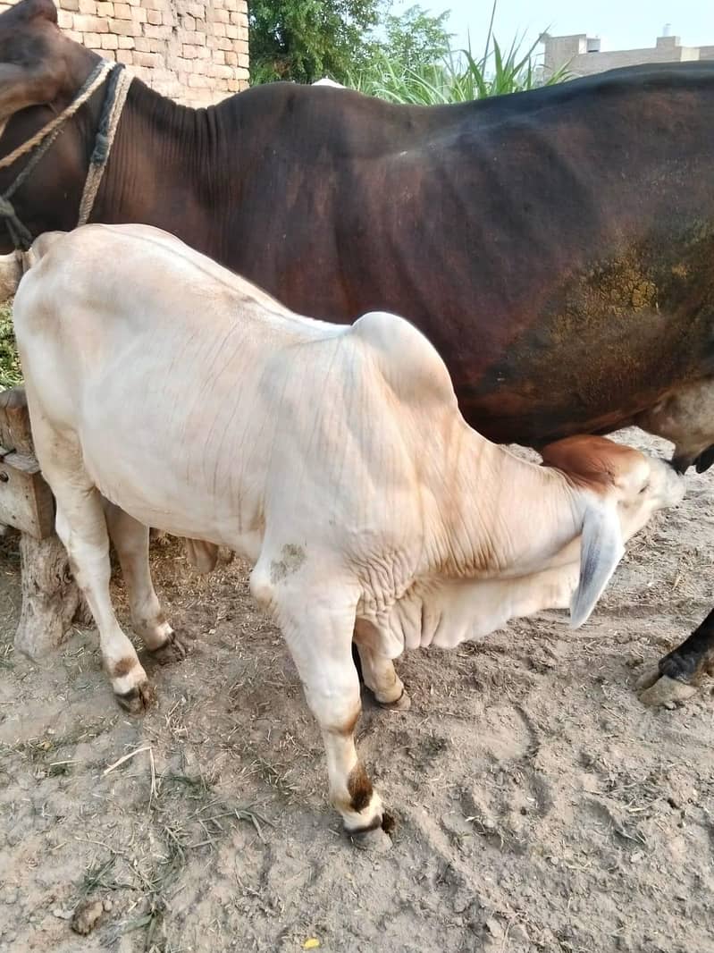 brahman 2