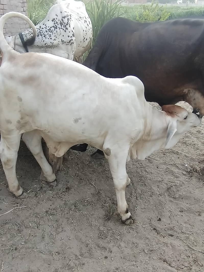 brahman 3