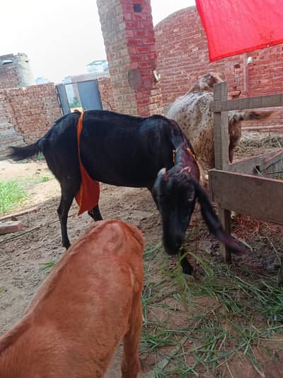 piurty bital bakri
