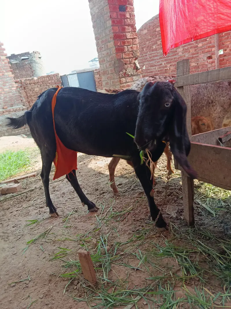 piurty bital bakri — photo 2