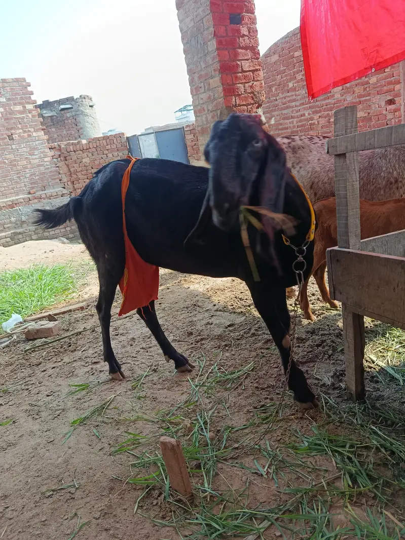 piurty bital bakri — photo 3