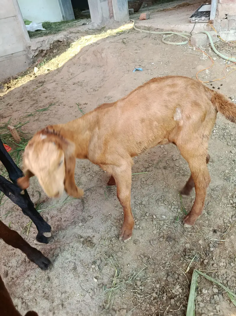 piurty bital bakri — photo 4