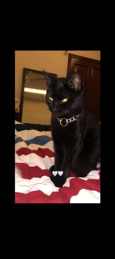 Black Domestic short hair cat. Price flexible