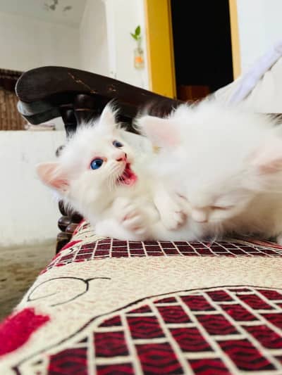 Persian cat baby