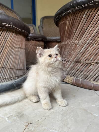 Punch Face Persian Kitten
