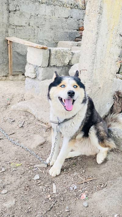 siberian Husky for sell