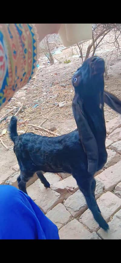 pure betal kids goat kids 50 days