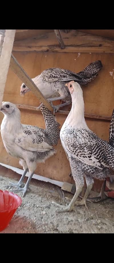 Egyptian fayami chicks