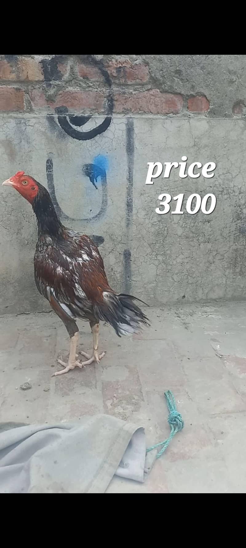 Two Aseel Murga 1