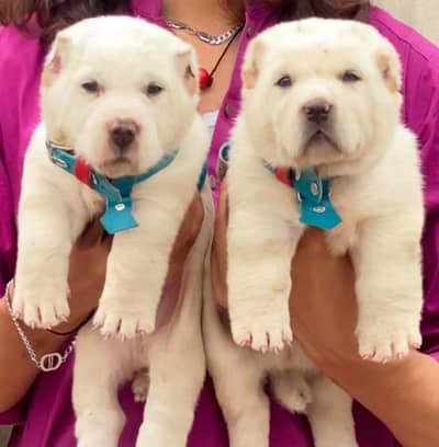 White alibai dog pair available for sale available