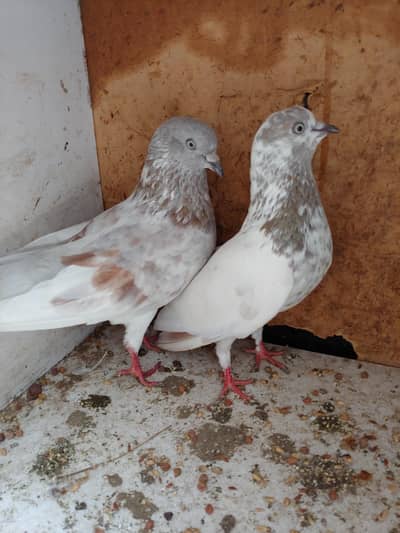 Badam sera patti wala pair for sale.