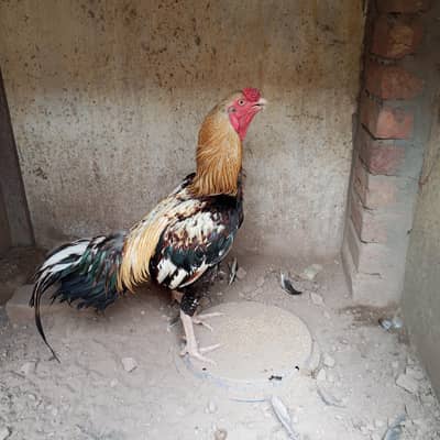 Java Mianwali Aseel Murga for sale