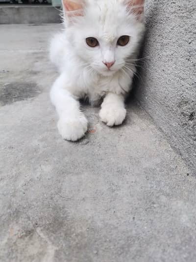 White Long-Haired Kitten for Sale