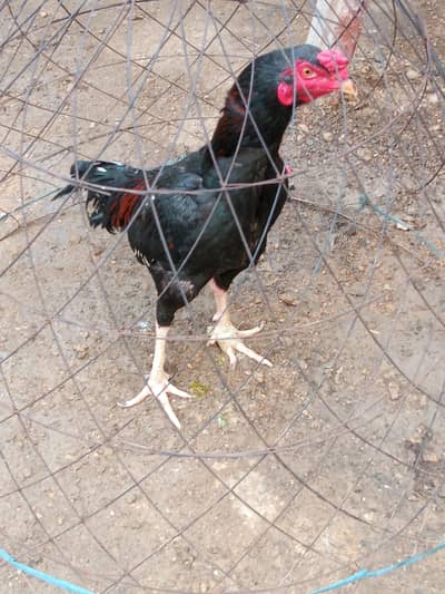 aseel jaghiri bird