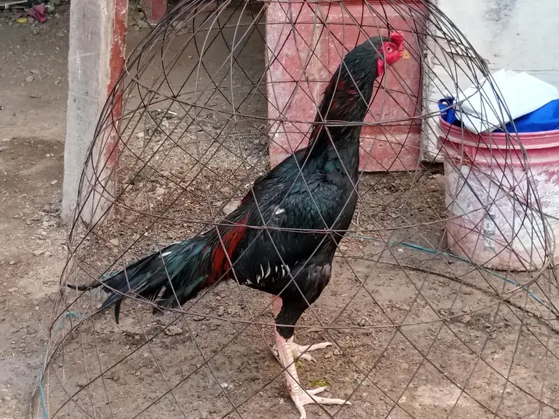 aseel jaghiri bird — photo 2